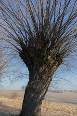  Podlasie willows growing next to an empty, side road, stretching among fields, on a bright, sunny spring day
