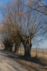  Podlasie willows growing next to an empty, side road, stretching among fields, on a bright, sunny spring day