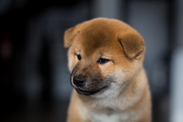 Profile portrait of cute dog breed Shiba Inu on a dark background. Red Japanese sweet puppy