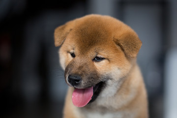 Profile portrait of cute dog breed Shiba Inu on a dark background. Red Japanese lovely puppy with tonque out