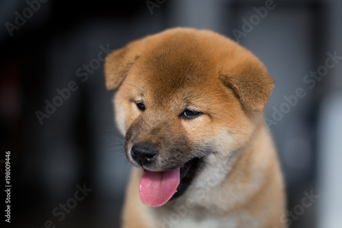23+ Shiba Inu Dark Brown Puppy