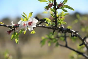 Flor de cerezo