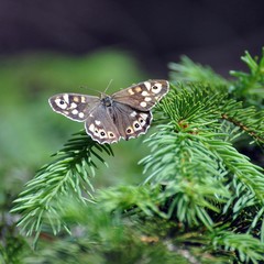 Waldbrettspiel