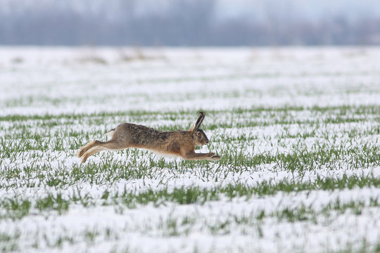 Wild hare is jumping on meadow