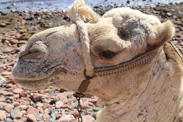 Large camels near the Red Sea.