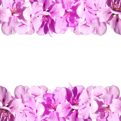 Fototapeta na wymiar Beautiful floral background of purple pelargonium 