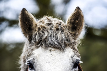 The ears of the horse are listening to the sounds.