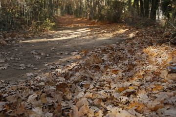 Hojas de roble ca&iacute;das en oto&ntilde;o