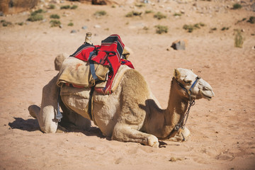 Camel side view. Desert animal.