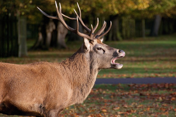 Bushy Park London
