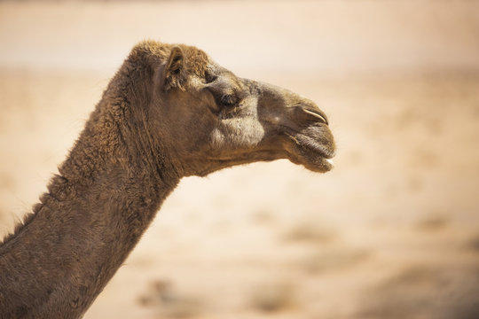 Camel head side view. Desert animal