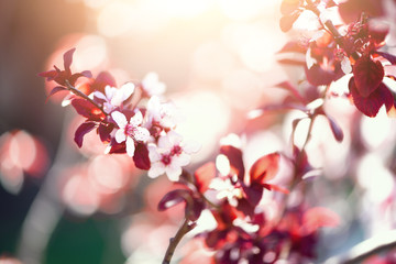 Blooming japanese cherry tree. Blossom sakura flowers. Sunny day and spring nature background. Easter concept. Copy space.