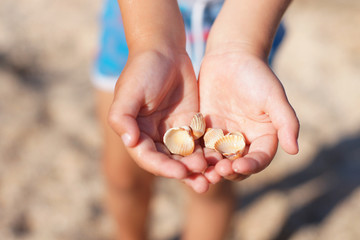  boy with sea shells in hands with a blurry sand background