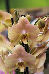 Fototapeta na wymiar Orchids flower, tropical phalaenopsiis