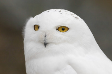 Obraz premium Snowy Owl Portrait