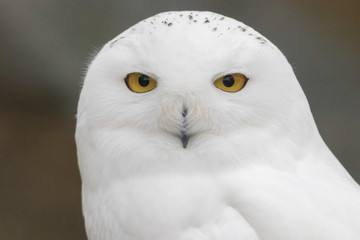 Naklejka premium Snowy Owl Portrait