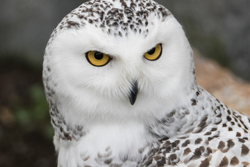 Snowy Owl Portrait