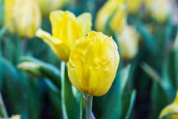 Tulip in winter Thailand