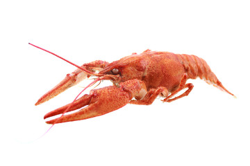 red crayfish isolated on white background