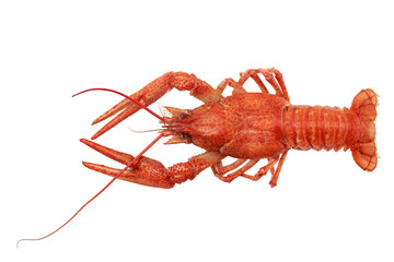 red crayfish isolated on white background