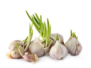 garlic bulbs with green sprouts 
