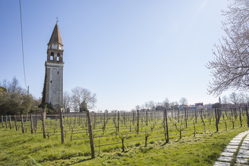 Fototapeta na wymiar Historical vineyard and church bell tower or campanile on the island of Mazzorbo in the Venice lagoon, Italy