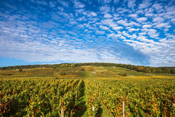 Fototapeta na wymiar Vineyards in the autumn season, Burgundy, France