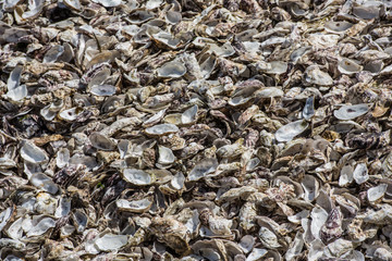 Oysters shells at fish market