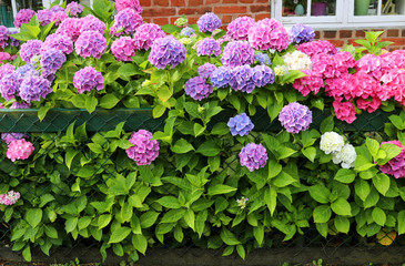 Pink hortensia. A popular, decorative, perennial plant. Hydrangeas macrophylla.