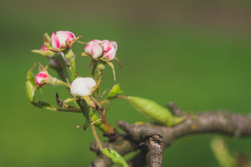 Obraz na płótnie Canvas Pear tree flowers close-up
