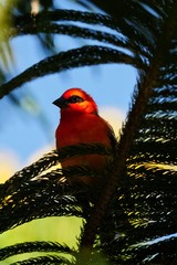 Red Fody Cardinal bird in natural habitat