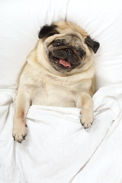 Tired pug dog resting in bed