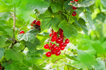 Ripe red currants on bush branch in garden on summer sunny day, summertime seasonal berries on natural green background, organic farming concept