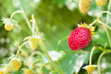 Red shiny berry on wild strawberry plant green background, ripe and unripe berries of Fragaria vesca, lovely sunny day bright beams of sunlight in summertime in forest, natural environment concept