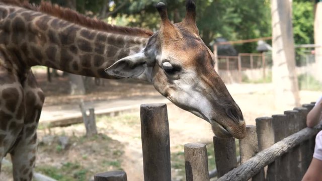 Beautiful Giraffe Close-Up, Giraffa Camelopardalis, The Tallest Animal, African