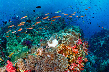 Naklejka na ściany i meble Tropical fish on a healthy coral reef