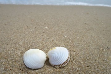 Fototapeta na wymiar The couple white seashell fragments on the beach with the waves beat in summer time. Soft focus. Nature background concept.