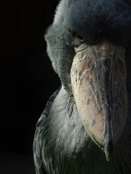 Kitoglav Izobrazheniya Prosmatrivajte Stokovye Fotografii Vektornye Izobrazheniya I Video V Kolichestve 1 994 Adobe Stock Kitoglav Izobrazheniya Prosmatrivajte Stokovye Fotografii Vektornye Izobrazheniya I Video V Kolichestve 1 994 Adobe Stock