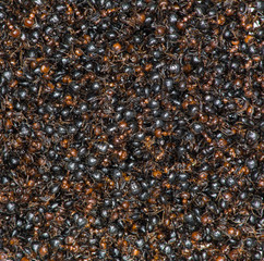 dead black ants