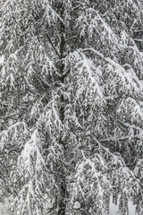 Snow on tree detail
