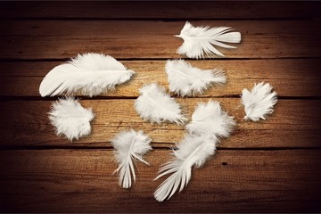 Feather.