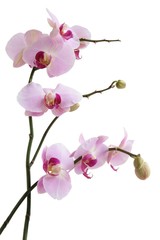 Naklejka na ściany i meble orchid close up isolated