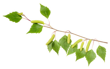 Birch branch with aments
