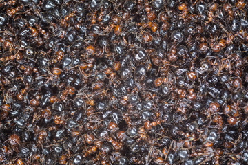 anthill, black ants
