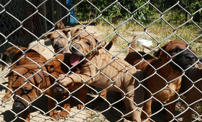 puppy playing in cage