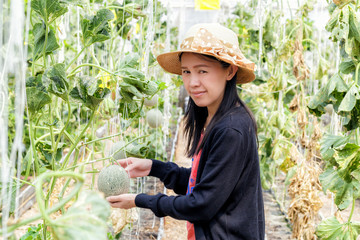 Woman touch melon fruit in farm.