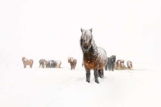 Horses in a snowstorm
