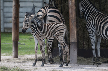 Fototapeta na wymiar Grevy's zebra (Equus grevyi) 
