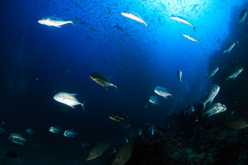 Fototapeta na wymiar Trevally and Emperor hunting together on a tropical coral reef