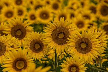 Sunflowers